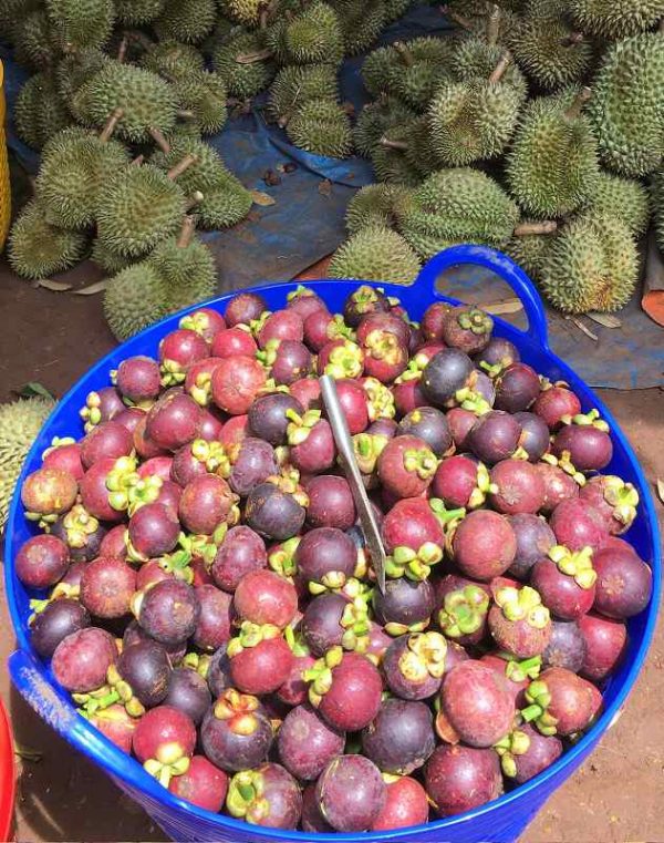 măng cụt long khánh