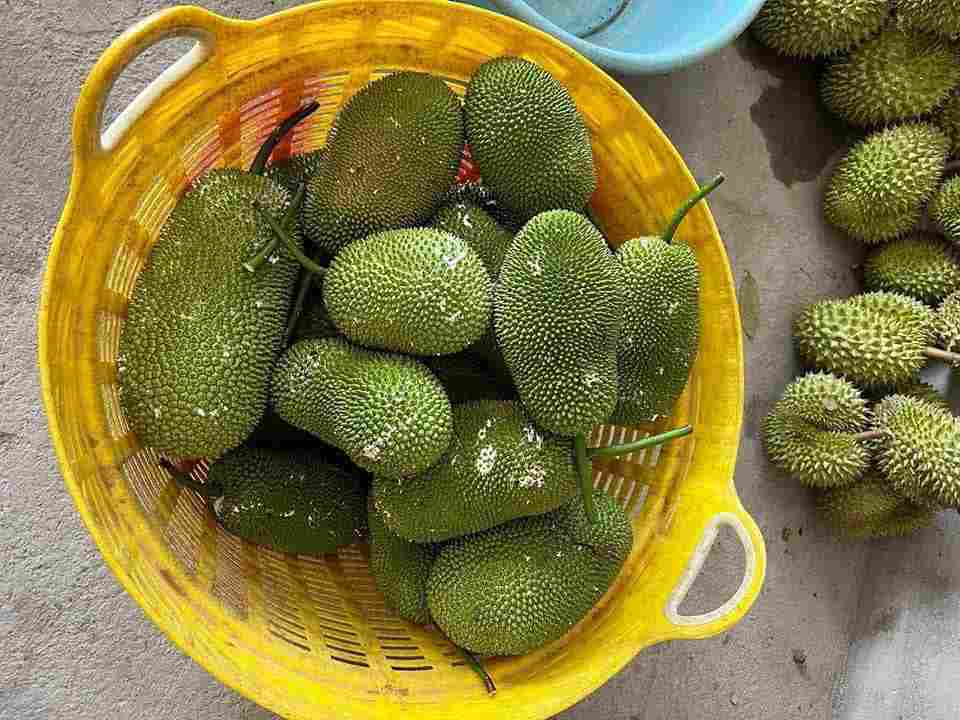 MÍT TỐ NỮ - Navi Fruit