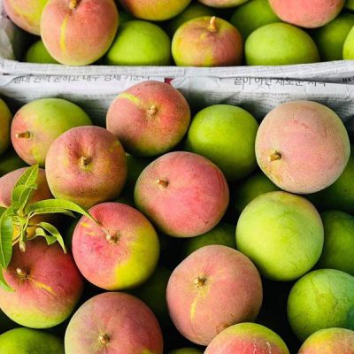 XOÀI ĐEO HẠT LÉP - Navi Fruit