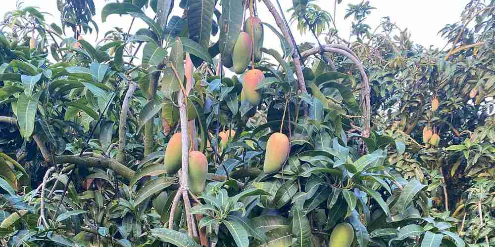 XOÀI ĐEO HẠT LÉP - Navi Fruit